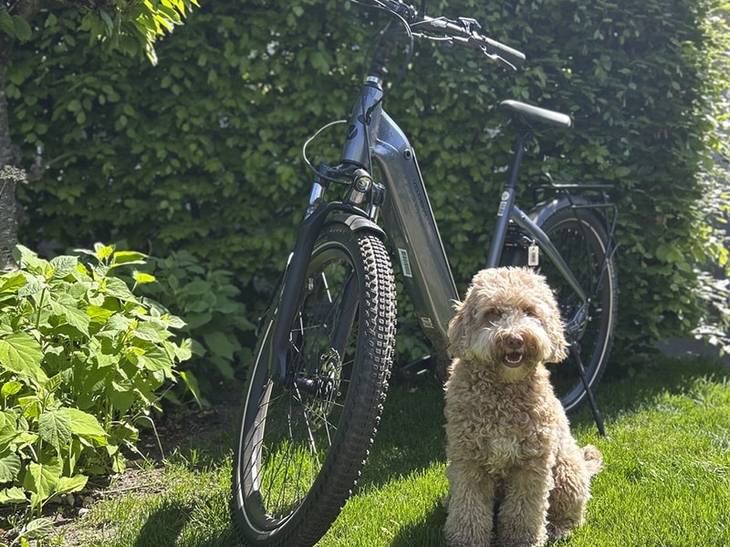 Fietsen met je hond: zo doe je dat veilig
